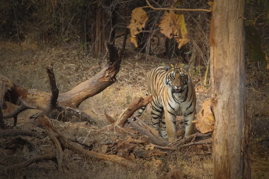 A tiger walking through a dry forest