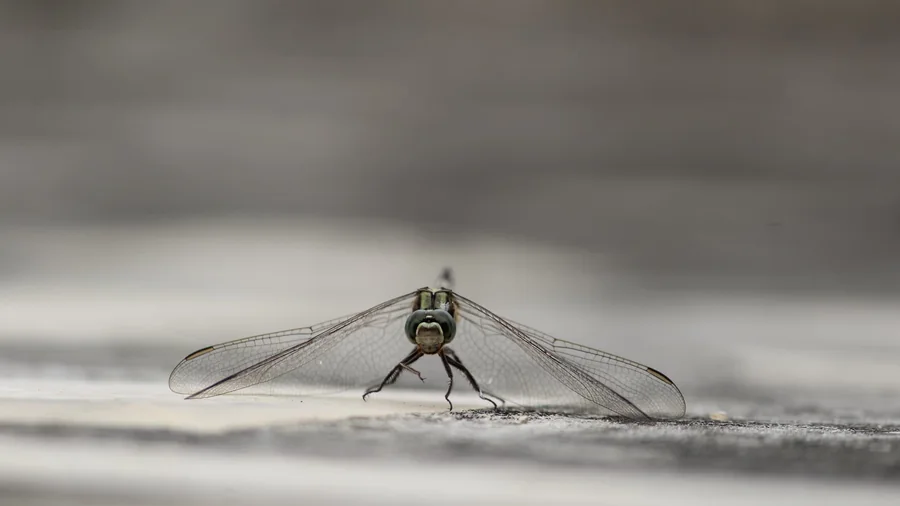 A dragonfly resting with its wings spread
