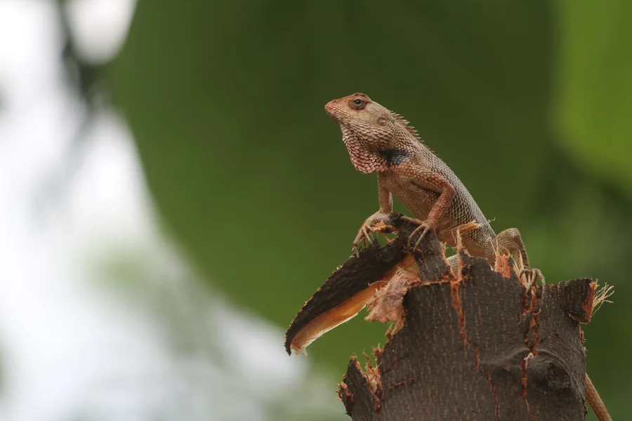 A lizard perched on a broken tree trunk
