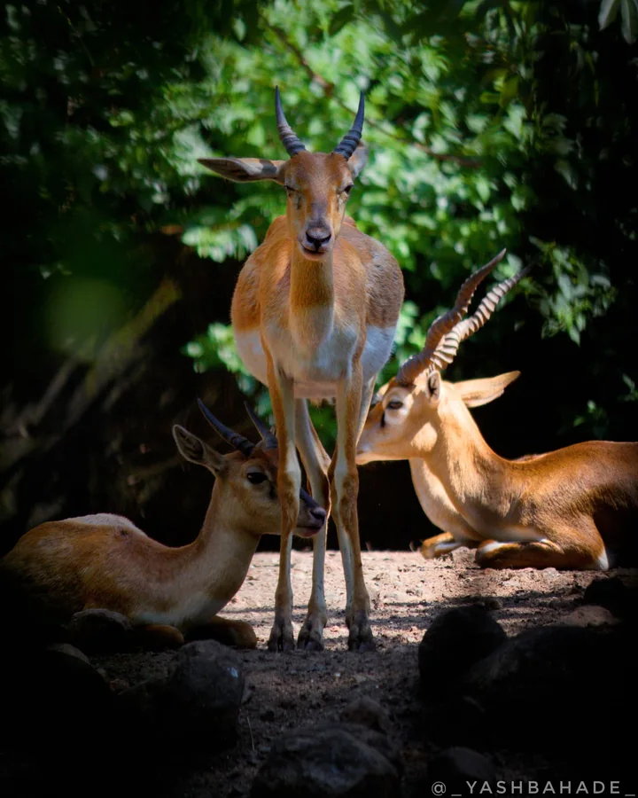 Three antelopes resting and standing in dappled shade