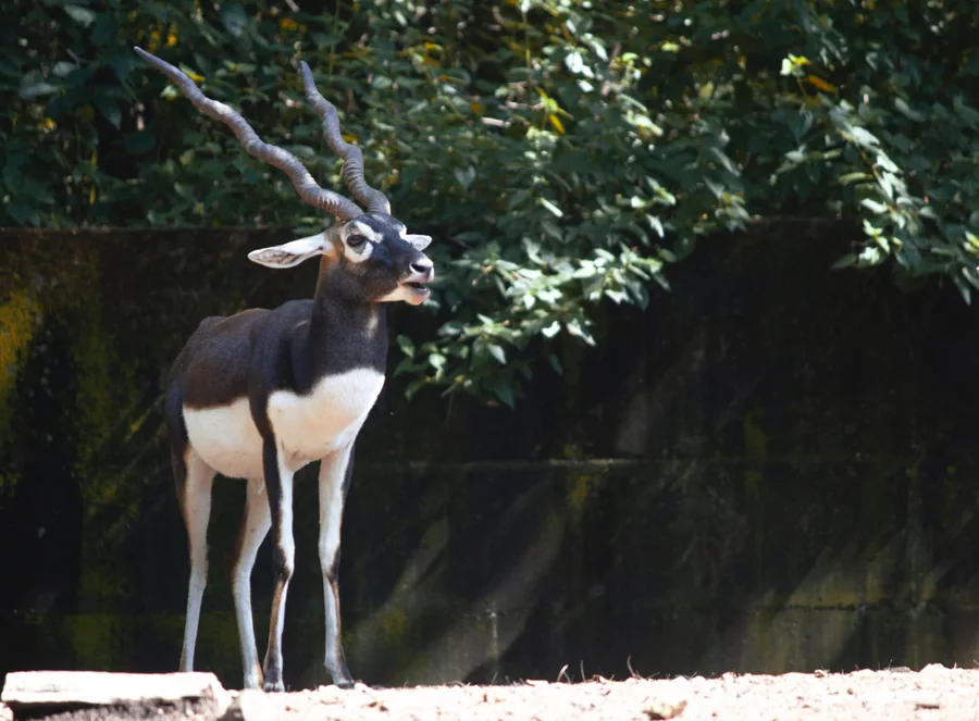 A blackbuck standing in a sunlit forest clearing